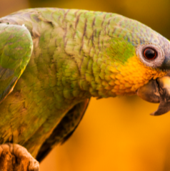 Animais_Imagem_Serviços_03-Aves.png